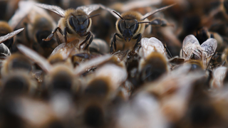 Massive Swarm Of Bees Attacks Picnicking Crowd, Apocalypse Imminent
